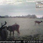 Decent Buck