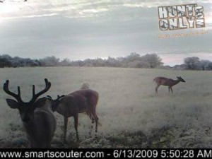 Decent Buck