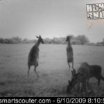Doe Fight