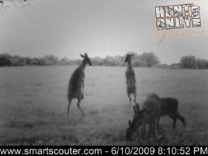 Doe Fight