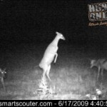 Doe on hind legs