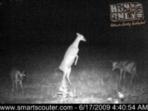 Doe on hind legs