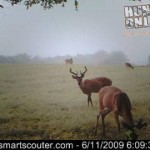 Older Buck