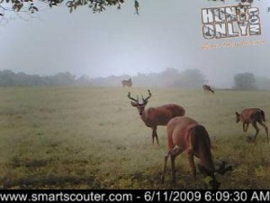 Older Buck