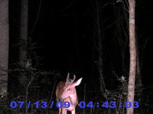 Little Buck in Velvet