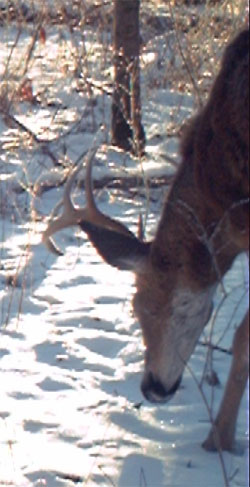 Buck on a Bushnell Trophy Cam