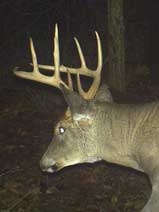 The Hidden Benefits of Scouting Cameras
