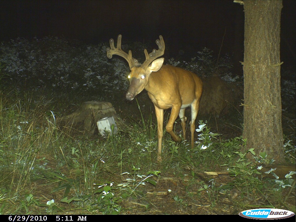 Southern Indiana Buck on a Cuddeback