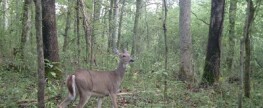 Wildgame Innovations 6 MP For $100 Off