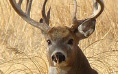 Can scouting cameras make you a better hunter?