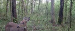 Wildgame Innovations Micro 6 Red Review