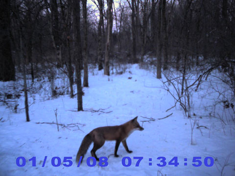 Fox on Game Camera