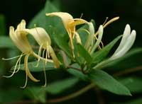 Honeysuckle