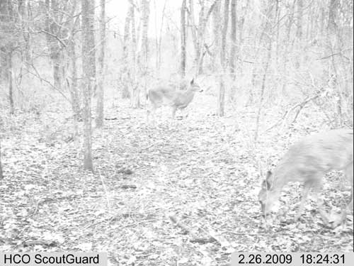 Scoutguard SG550 Pictures