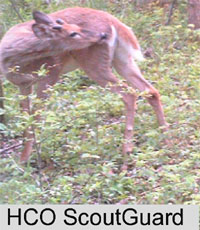 Antler Growth Antler Growth