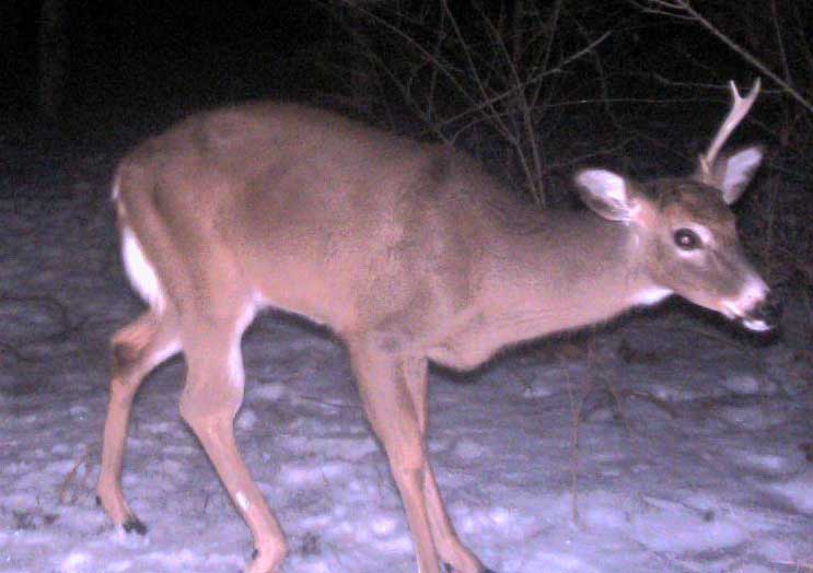 Sheds Time to Shed Hunt!